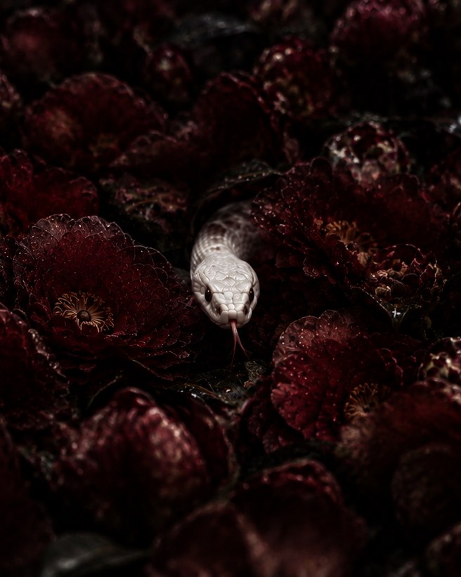 Dark red camellias in near-darkness, a pale serpent's head among them