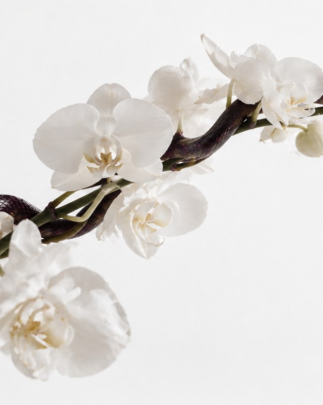 A dark serpent wound along a branch of white orchids