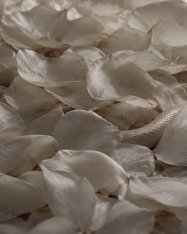 A dense field of pale dried petals
