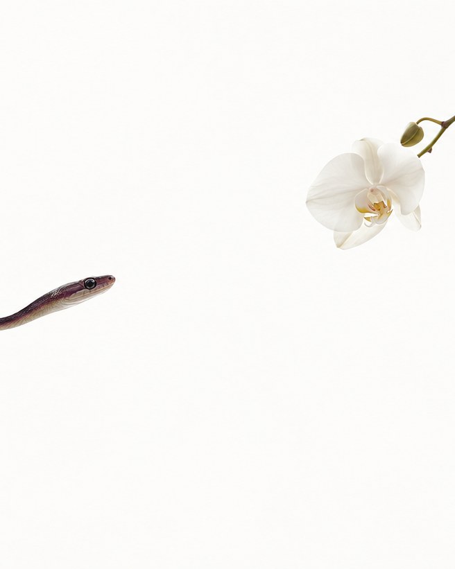 A slender serpent extended across an empty pale field toward a single white orchid