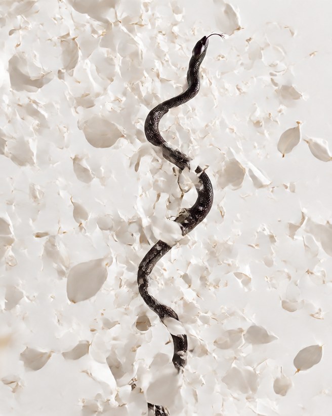 A black serpent climbing through a scattered drift of white petals